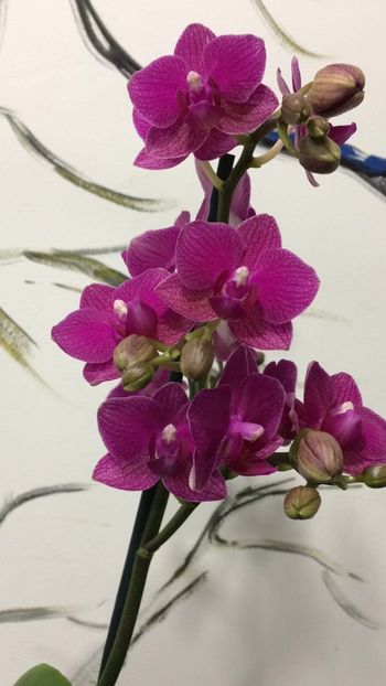 0DC9C9E1-2F58-4D36-82A1-61E594CB827C - Phalaenopsis special
