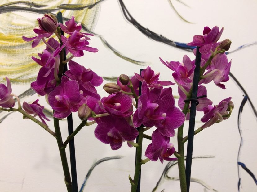 8B61720F-AD03-4123-B0EB-859D698B9D11 - Phalaenopsis special