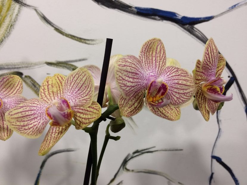 E761CD67-5F0E-4793-8068-929E58AD3159 - Phalaenopsis special