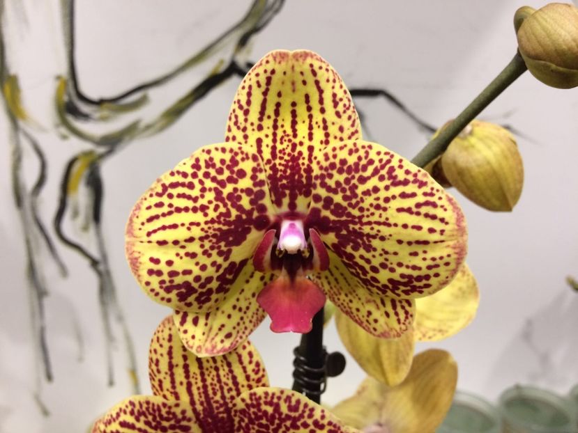 095DB89E-D9E5-416A-BE80-2EDDCB30D4D1 - Phalaenopsis special