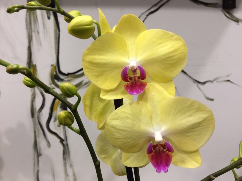 A71093B7-7604-4054-AFC5-5BDB920ECA7A - Phalaenopsis special