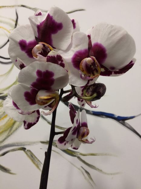 B6B79060-2CC7-4635-A8DF-BEDC0A522DF7 - Phalaenopsis special