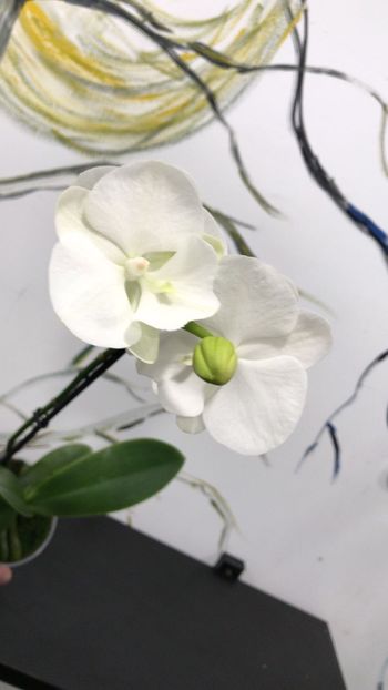 0393D524-C19A-4394-92BD-5960E685CD83 - Phalaenopsis special