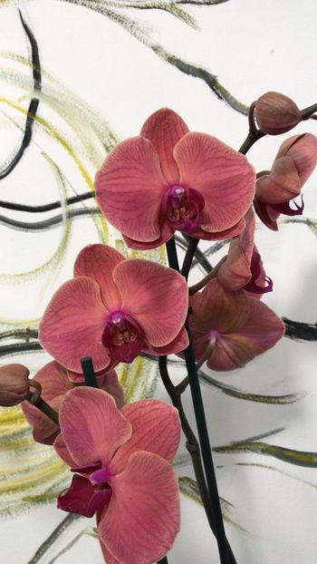 B2BB42CC-6076-4DA6-8118-215BD2299026 - Phalaenopsis special