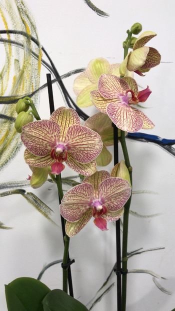 35F3CAA9-BF77-45D6-8B42-F848F493F25A - Phalaenopsis special