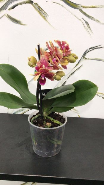 41D90BBE-1F9E-4496-A1BC-3846044C3E13 - Phalaenopsis special
