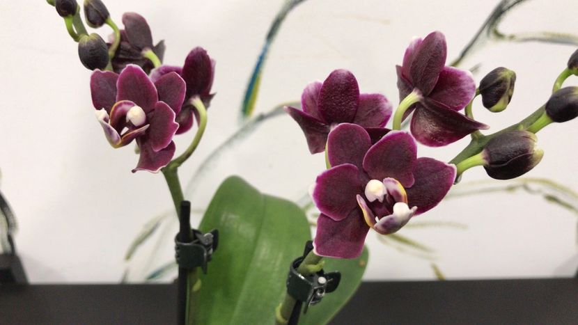 18FEBABE-6674-4496-9D37-691F9007D857 - Phalaenopsis special