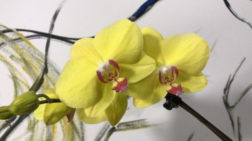 A4628D0A-9977-4697-8FD1-E0BF2558319E - Phalaenopsis special