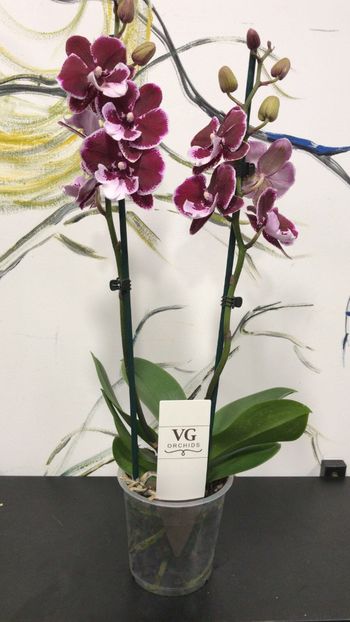 03BE416D-B2DC-4B81-A1F6-9C6F2333664B - Phalaenopsis special