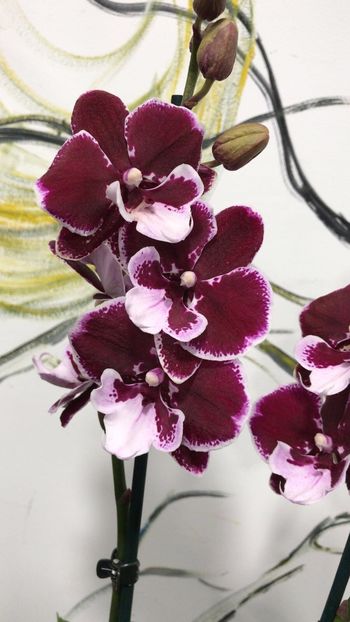 F62330D9-C745-4BAC-908E-BD2165EF4F55 - Phalaenopsis special