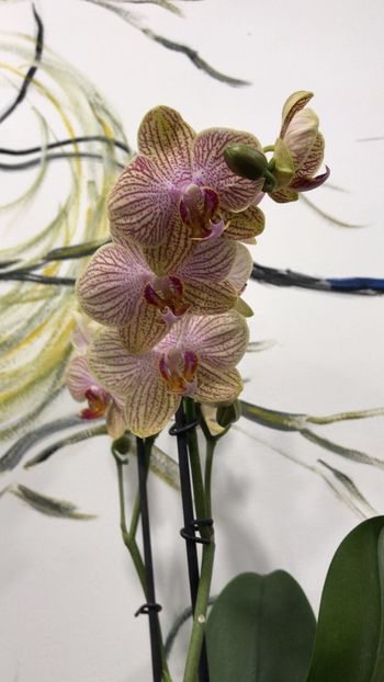 1B009DC8-ADD4-46FD-9803-CB16190A4537 - Phalaenopsis special