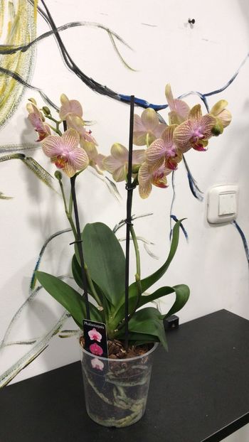 3519BAFA-3721-454A-8E4E-A41122583D2C - Phalaenopsis special