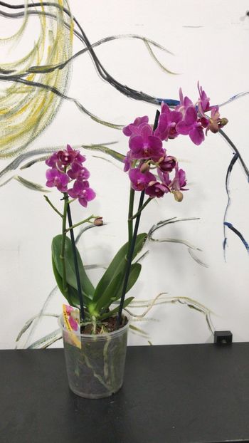 58D4C9EA-BCFB-4DCA-8023-7D628A71A4B5 - Phalaenopsis special