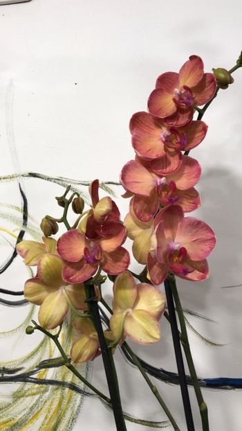 5C177FC0-5BCC-46B9-A062-DED39189AA61 - Phalaenopsis special