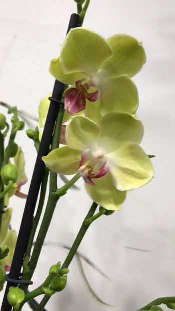BD0934D8-39BA-4F47-9F89-88EBCF35C21D - Phalaenopsis special