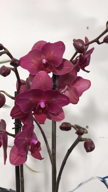D1441D76-A1C4-4B41-809A-967AA1E05100 - Phalaenopsis special