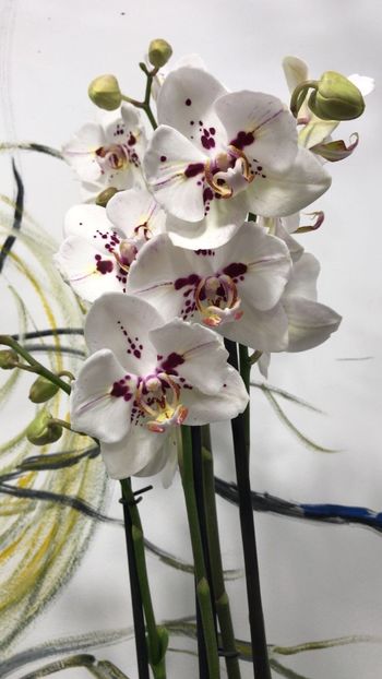 6EECEB05-0DF6-454D-8251-B1A435C07713 - Phalaenopsis special