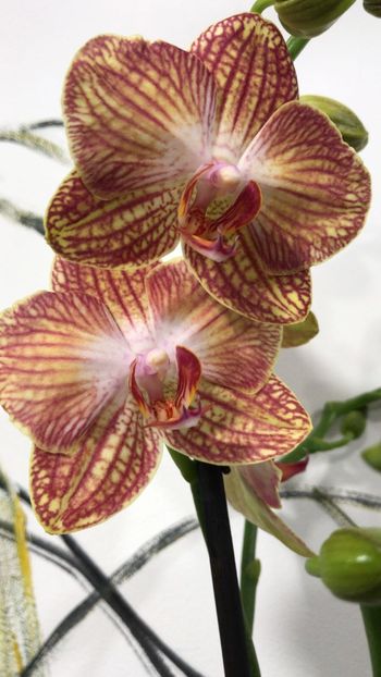 82B87DE2-6B48-4490-8938-9B7C3B748A56 - Phalaenopsis special