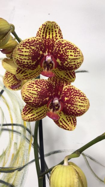 E0C4BEB4-1B05-4775-8B2B-C426000E2AE1 - Phalaenopsis special