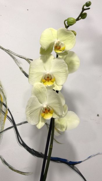 61640F5C-4BF7-440E-9383-4222428E35DF - Phalaenopsis special