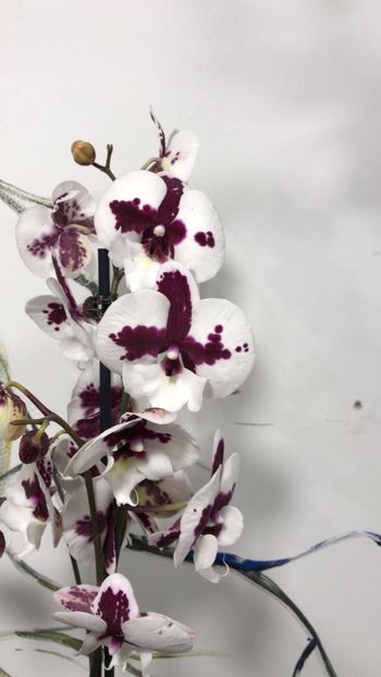 265EEC72-FAD4-4DFE-8505-E0B3ADA181DE - Phalaenopsis special