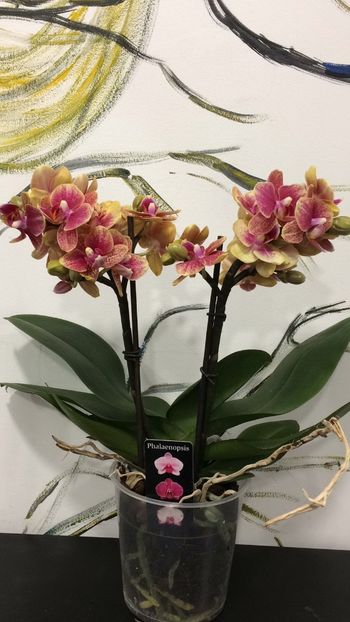 0410BF7E-C83D-4C2C-B793-834DA2C842CD - Phalaenopsis special