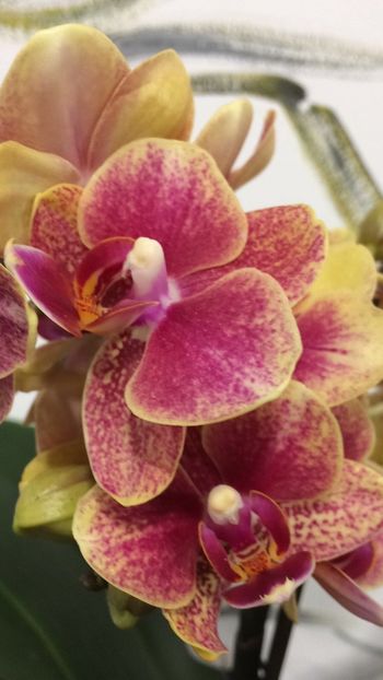 92A8DA38-E102-4E95-A827-D8B64B7EE297 - Phalaenopsis special