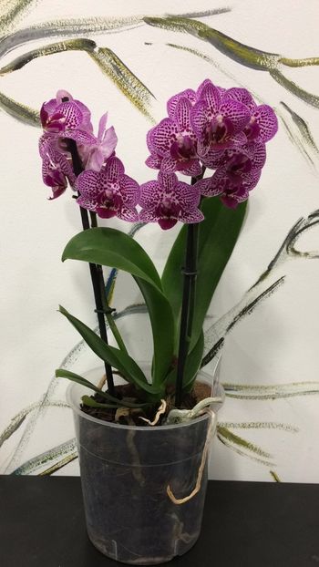 A9FF79EC-AB33-4B67-A7CB-B8CCC7307E45 - Phalaenopsis special