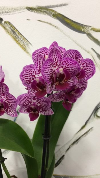 FB8EEF3B-E99E-4F50-8A35-A381AB79A305 - Phalaenopsis special