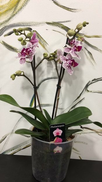 7B345A74-1A03-493D-987F-E6968439A5F7 - Phalaenopsis special