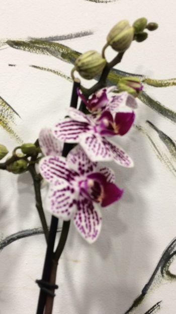 E7F2210A-DC23-4218-A0AC-688B0C71759C - Phalaenopsis special