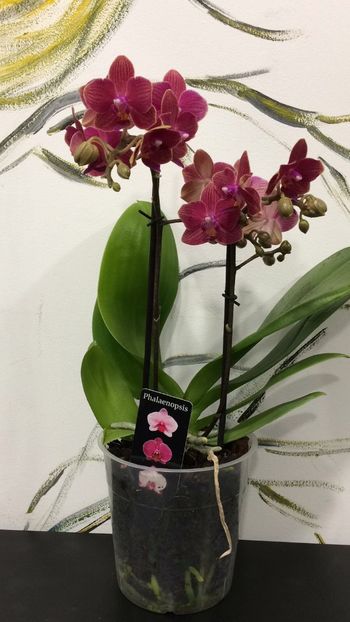 67A1022C-03B7-456C-8960-B6EF67FB7F61 - Phalaenopsis special