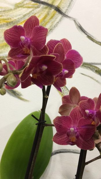70E7D7E9-5A46-4D10-BE67-B2EACF3F3070 - Phalaenopsis special