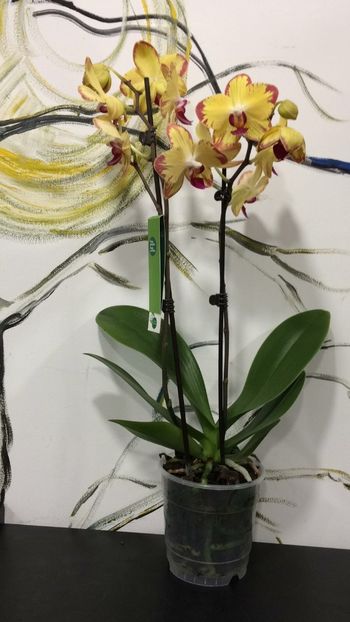 6F976A85-CBD0-466D-BA24-1A4800E57F70 - Phalaenopsis special