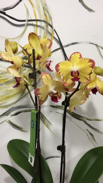 8E290FFA-7637-4139-8370-691854EB7722 - Phalaenopsis special