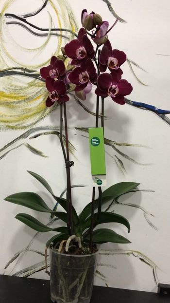 0F09454D-1013-4018-9814-694113CF63E5 - Phalaenopsis special