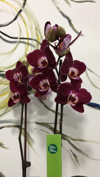 07049660-E6DE-48D4-A3F0-7C6EEBA96A54 - Phalaenopsis special