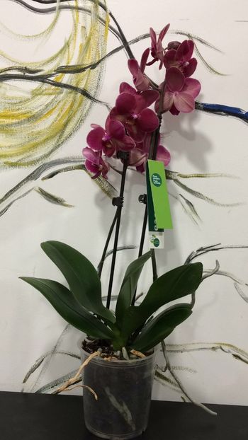 AE142DFA-D9EE-4BF0-822E-2B027B5D0F88 - Phalaenopsis special