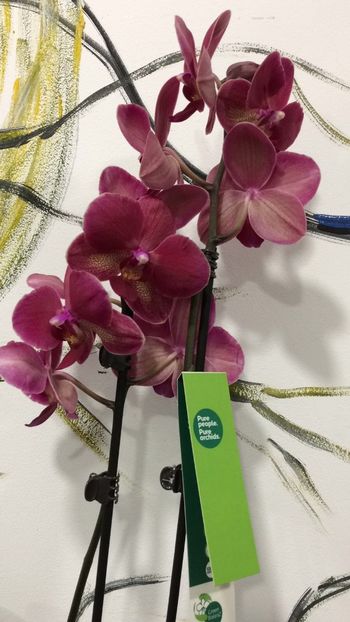 0477E92C-C468-49EB-9909-0BBAEBA40F20 - Phalaenopsis special