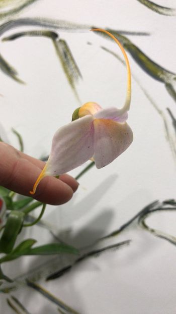 576BCF16-8107-4116-BA5B-81C5A395BBC6 - Masdevallia