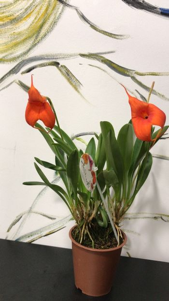 DEBF03BB-8ED6-423E-B52E-B9D711079810 - Masdevallia