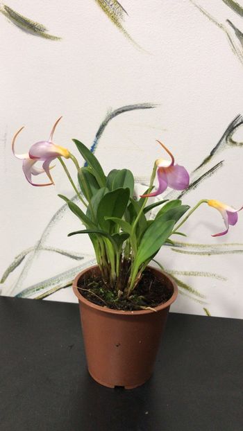 249F1FE9-92CA-4A82-9E8E-33A987D083B8 - Masdevallia