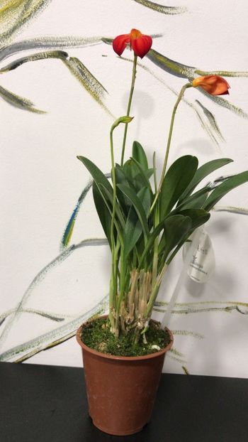 86E42D60-FDE1-4C2C-943F-5A7AF76C7240 - Masdevallia