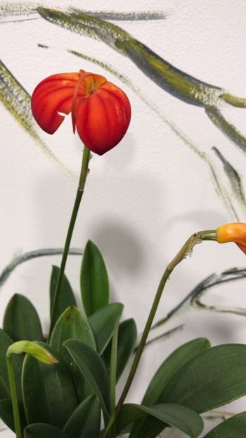 BB66A897-0A0B-4BA9-90F3-0A41857EE376 - Masdevallia