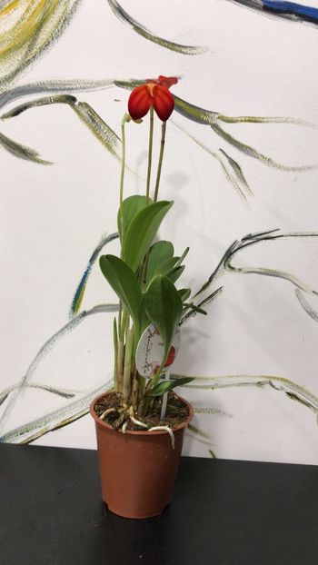 3BBDD63F-502D-4B97-9E35-0271A1FBEBEC - Masdevallia