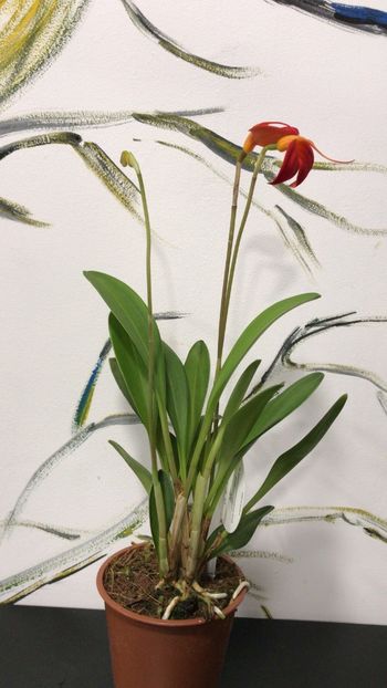 F2160807-78E6-4F8F-8A8A-157E171A743E - Masdevallia