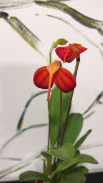 01F496E5-DE37-4F22-8FC4-026693CACA79 - Masdevallia