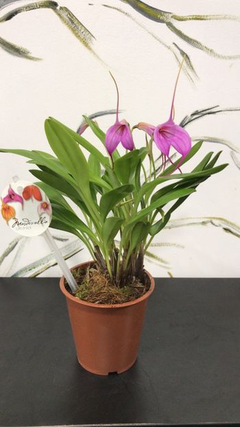 A082A608-BB60-4BD7-86BE-EF669DBDE9D3 - Masdevallia