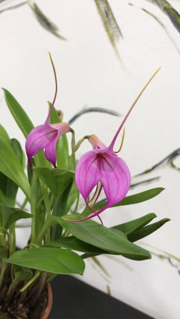 6A4B5D23-0B0B-47D7-AE4F-6585EE206F90 - Masdevallia
