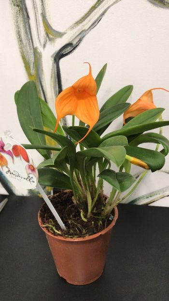 25786627-4988-4E86-855B-5807477C43B6 - Masdevallia